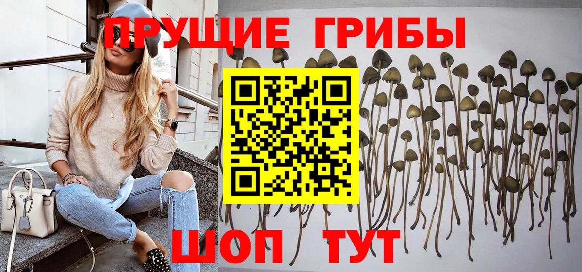 Галлюциногенные грибы Cubensis  Вход с VPN  Псилоцибиновые грибы MAGIC MUSHROOMS  Усть-Джегута 